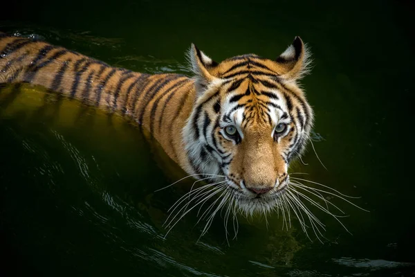 Tiger Immersed Water Reduce Body Heat — Stock Photo, Image