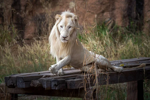 Leão Branco Descansando Atmosfera Natureza — Fotografia de Stock