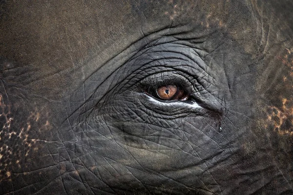 Olhos Elefante Asiático — Fotografia de Stock