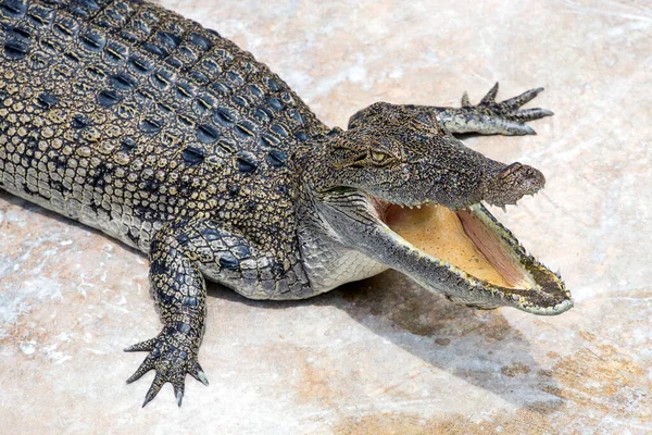 Les Crocodiles Ouvrent Bouche Refroidissent Corps — Photo