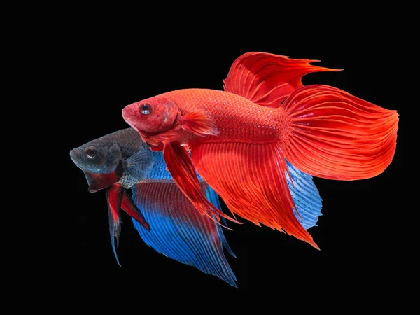 Colorful Siamese Fighting Fish Black Background — Stock Photo, Image