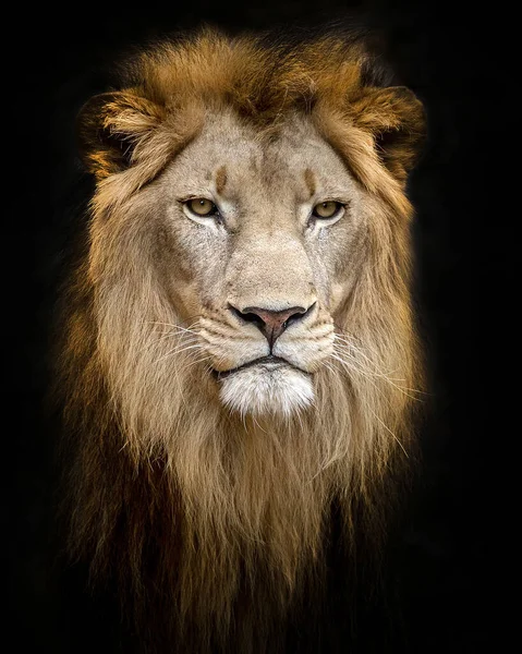 Lion Volto Isolato Uno Sfondo Nero Foto Stock Royalty Free