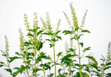 Bahçedeki fesleğen.