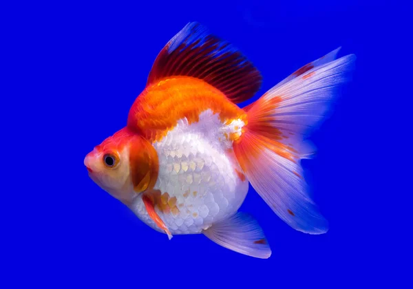 Cute Red White Goldfish Aquarium — Stock Photo, Image