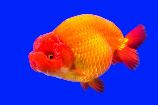 Cute Merah Dan Putih Ikan Mas Akuarium — Stok Foto
