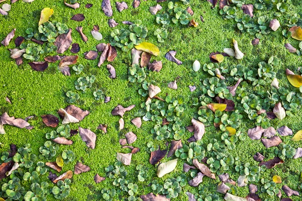 Alface Água Pistia Stratiotes Linnaeus Folhas Outono Jardim — Fotografia de Stock