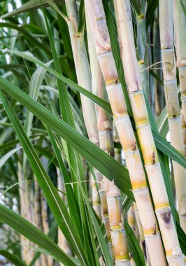 Bahçedeki şeker kamışı ağaçları.