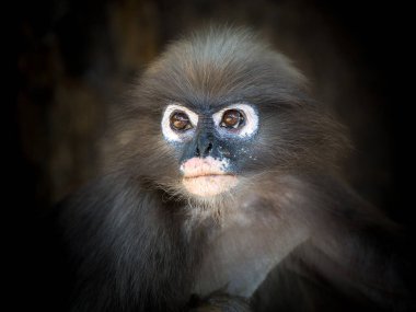   Dusky Langur 'un Yüzü).