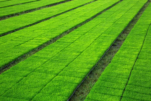 Planting Rice Seedlings Planting Field — Stock Photo, Image