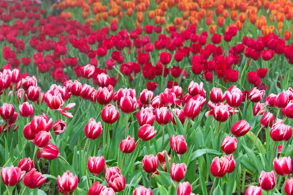 Tulipanes Floreciendo Parque — Foto de Stock