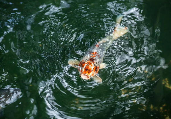 Ikan Koi Berenang Kolam — Stok Foto