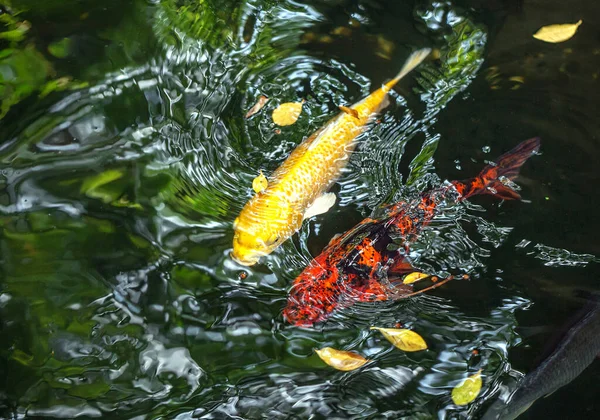 Peixes Koi Nadando Lagoa — Fotografia de Stock