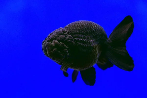 Mavi Arkaplanda Japon Balığı Siyah Nci Siyah Siam — Stok fotoğraf