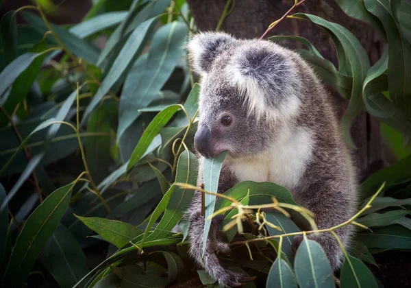 Koala Äter Eukalyptus Blad — Stockfoto