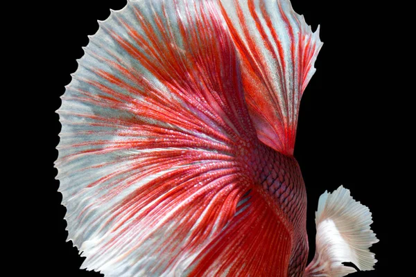 色彩斑斓的细节勾起暹罗格斗鱼 — 图库照片