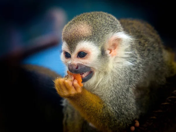 Scimmie Scoiattolo Nella Natura Selvaggia — Foto Stock