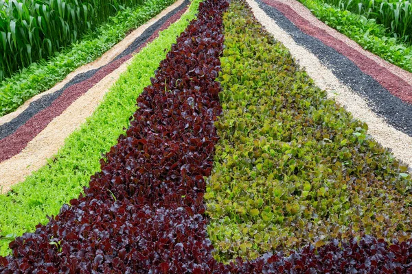Vertikal Trädgårdsodling Med Ekologiska Grönsaker — Stockfoto