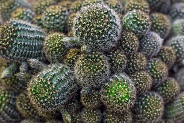 Kleurrijke Cactuspatronen Woestijnplanten — Stockfoto