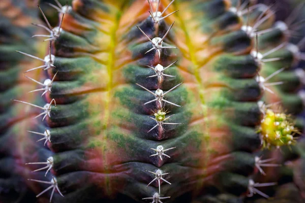 Renkli Kaktüs Desenleri Çöl Bitkileri — Stok fotoğraf