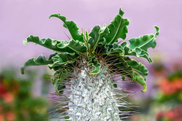Modèles Colorés Cactus Plantes Désert — Photo