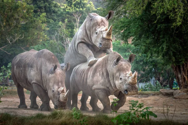 Famille Rhinocéros Blanc Dans Nature Sauvage — Photo