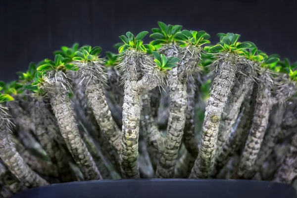 Красочные Узоры Кактусов Пустынных Растений — стоковое фото