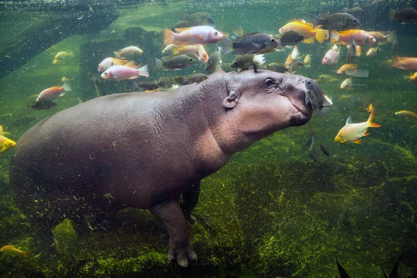 Hippopotame Nain Nage Dans Les Poissons — Photo