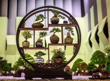 Bonsai ile dikey bahçe.