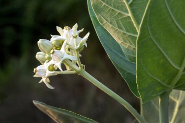 Crown Flower, Giant Indian Milkweed, Calotropis Gigantea (L) Toprak Ülke.