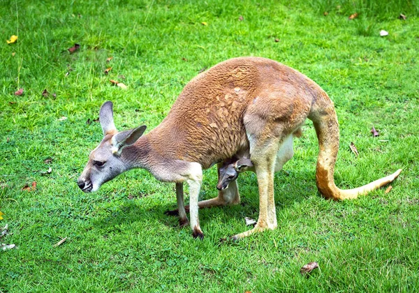Röd Känguru Mor Och Barn Vilar Gräset — Stockfoto