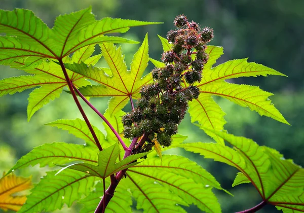 stock image Castor oil plant,  (Ricinus communis Linn).