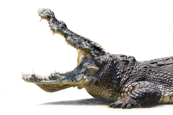 Les Crocodiles Ouvrent Bouche Pour Soulager Chaleur — Photo