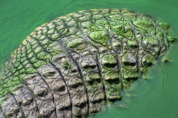 Modèle Peau Crocodile Sur Eau — Photo