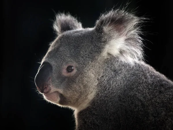 Siyah Arka Planda Koala Nın Yüzü — Stok fotoğraf