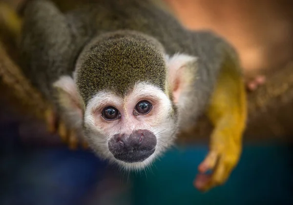 Macaco Esquilo Está Descansando Natureza — Fotografia de Stock
