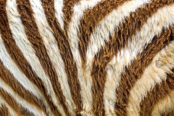 Kleurrijke Patronen Van Baby Zebra — Stockfoto