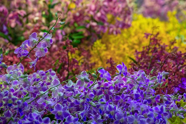 Flores Coloridas Orquídea Para Fondo — Foto de Stock