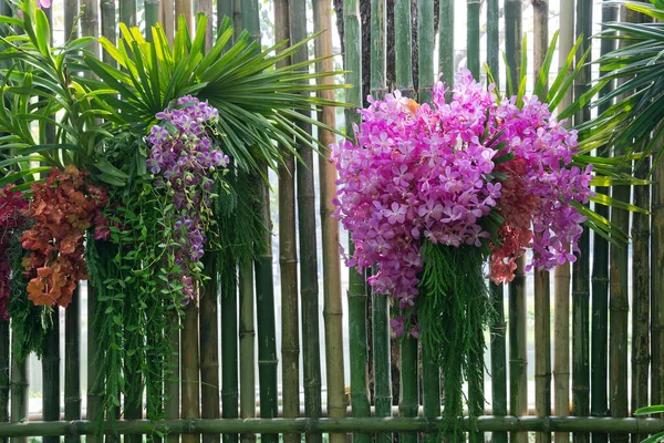 Jardín Vertical Con Orquídeas Pared Bambú — Foto de Stock
