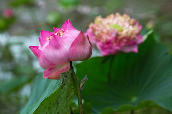 Lotusblommor Blommar Trädgården — Stockfoto