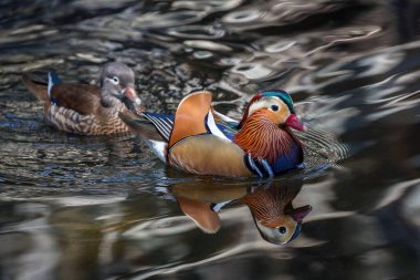 Bataklıktaki Mandarin ördekleri ailesi.