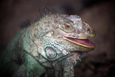 Yeşil iguana doğada yaşlı.