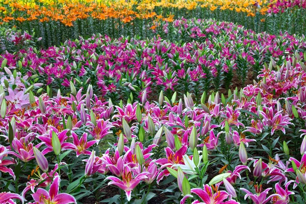 Flores Lirio Están Floreciendo Jardín — Foto de Stock