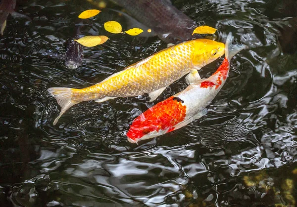 Ikan Mas Yang Cantik Ikan Mas Cermin Kolam — Stok Foto