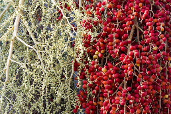 木の上のビンロウヤシやビンロウの実の色 — ストック写真