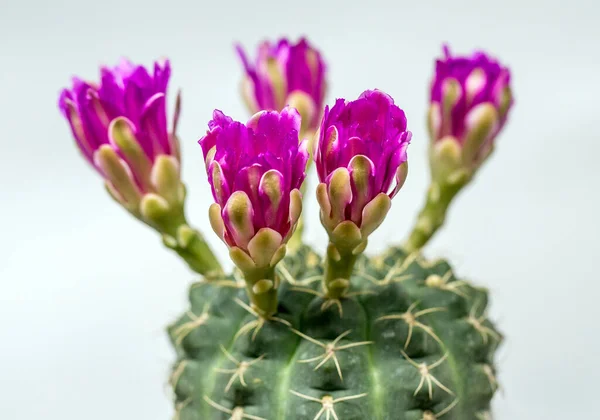 Plantes Colorées Désert Cactus Pots — Photo