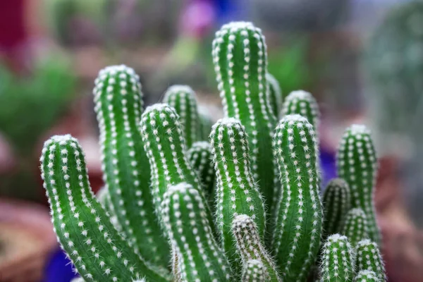 Plantes Colorées Désert Cactus Pots — Photo