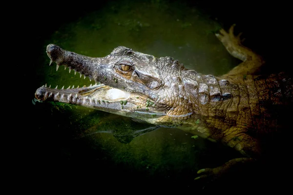 Malayan Gharial Mouth Open Swamp — Stock Photo, Image