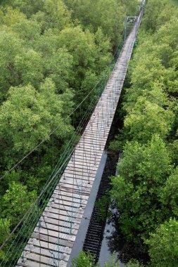 Doğal mangrov ormanlarının köprü geçidi.