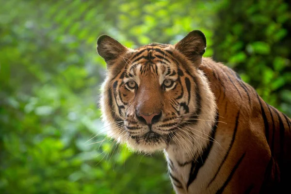 Cara Del Tigre Indochina Bosque Natural — Foto de Stock