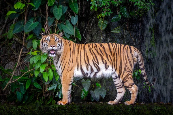Tigre Indochina Atmosfera Natural — Fotografia de Stock